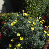 euryops_ pectinatus